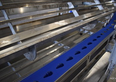 Geplukte champignons worden via een transportbandje naar de pak- en weeg afdeling getransporteerd