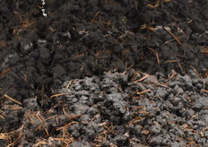 De cyclus van de champignon werd zichtbaar gemaakt. Compost krijgt 15 tot 25 liter water per m2 per dag.