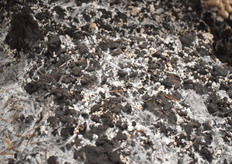 Myceliumdraden in de dekaarde