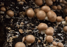 Na knopvorming worden de bedden overgetrokken en tussen de 14 en 20 dagen volgt de eerste vlucht