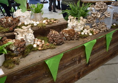 Breed assortiment paddenstoelen