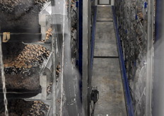 Zicht in een kweekcel