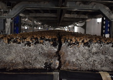 Myceliumdraden goed zichtbaar