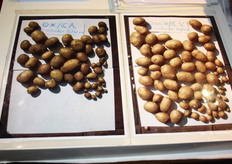 Hier is duidelijk de invloed te zien van de kosmos op de landbouwgewassen.