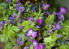 Close-up van één van de paarse bossen. 