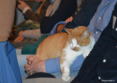 De kat had het prima voor elkaar.