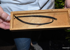 Eigen teelt vanille van Koppert Cress