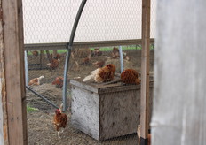 Biologische leghennen