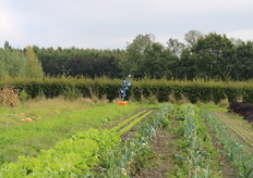 De groenten van De Grote Wiede vinden steeds meer afzet, waardoor er behoefte ontstond voor het aanleggen van een nieuwe akker