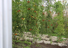 In de kas wordt restwol gebruikt om de bodem te bedekken