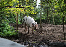 Om de grond in het bosperceel van De Grote Wiede vrij te krijgen van bramen, zetten ze varkens in