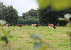 De koeien van De Grote Wiede trokken zich niets aan van de vele bezoekers