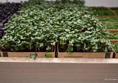 Bio Radijscress bij Hermann fijne kruiden