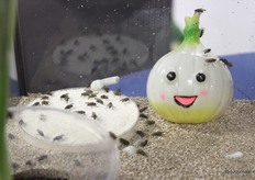 De 'groene' vliegen waren druk aan het snacken.