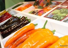 De vele paprikas in verschillende kleuren van Rijk Zwaan.