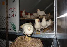 Kippen op de Biovak.