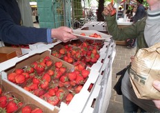 Bezoekers proeven maar al te graag van de biologische aardbeien van Kroon.