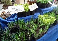 "We hebben er bewust voor gekozen om veel vers mee te nemen. Zo associëren de mensen dit in het vervolg met het eindproduct", vertelt Paulien."