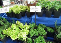 Vast bonekruid en kruiporegano.