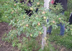 Het schurftresistente appelras Santana.