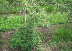 Regelmatig schoffelen tegen onkruid blijft nodig.