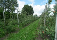 Volop witte klaver tussen de bomenrijen.