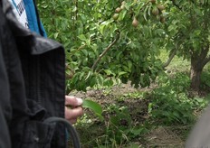 Van deze bladeren aan de perenbomen wordt Pieter Jans momenteel niet blij.