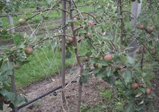 Touwtjes zorgen dat deze jonge bomen in de goede richting gaan groeien.
