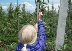 Het meisjes noteert zelf de namen van de drie kinderen, zodat Pieter Jans exact weet welke boom van hen is.