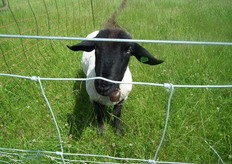 Eén van de schapen die na de oogstperiode rondweiden op het bedrijf.