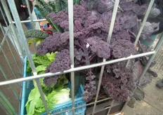 Een professionele fotograaf heeft deze bijzondere groente bij Ecoville besteld. Dit is paarse boerenkool.