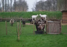 Geiten en schapen aan de rand van het terrein.