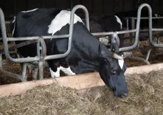 "Hier hebben de koeien genoeg ruimte, zodat ze hun hoorns kunnen behouden."