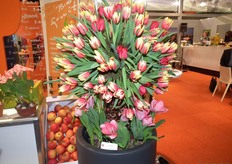 De tulpen stonden er erg mooi bij.