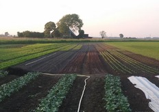 De moestuin van Bio aan huis. De producten uit deze tuin worden in de pakketten verwerkt.