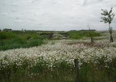 Volop bloemen in bloei in de Speelnatuur.