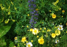 Voor de aanplant van de bloemen en kruide is een zaadmengbedrijf ingehuurd.