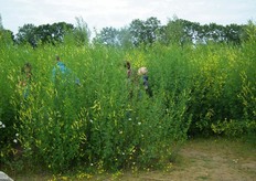 In de Speelnatuur is ook een doolhof te vinden.