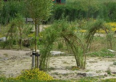 Zij kunnen heerlijk spelen op de zandbanken, flauwe oevers en in ondiepe beekjes.
