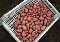 De Sarpo Mira-aardappelen.