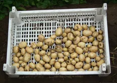 Close-up van de Bionica-aardappelen.