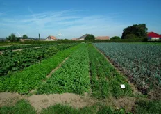 Op dit veld wordt een deel van de groenten van Warmonderhof geteeld.