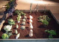 "Ard teelt zelf een groot deel van de groenten die hij aan de horeca levert. Dit aanbod vult hij aan met producten van collega-telers uit Zeeland. "Ik lever inmiddels aan zo'n 30 tot 40 restaurants. Producten die ikzelf of mijn collega's niet telen bestel ik bij de groothandel."