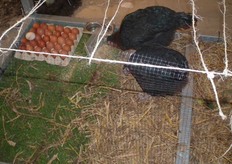 "De kippen Coco en Cacao waren niet voor niets op het plein te bewonderen. "Deze wil ik zelf op mijn land gaan houden. Er ligt steeds een stuk land braak in mijn teeltplan en daar wil ik 250 legkippen laten rondscharrelen. De eieren die ze leggen kan ik weer verkopen aan mijn horecaklanten of in de pakketten."