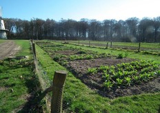 Groenteteelt in het Openluchtmuseum.
