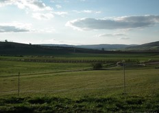 Het vlierbessenveld vanaf de heuvel gezien.