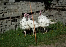 Kalkoenen met gras onder hun voeten.