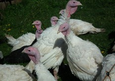 De dieren krijgen op het bedrijf van Martin alle ruimte om rond te lopen.