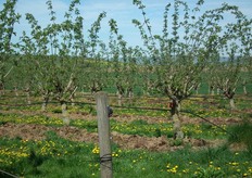 "Roger: "Toen de vlierbessenteelt bij Martin een succes werd heeft hij al zijn kennis hierover beschikbaar gesteld aan andere telers. Inmiddels worden op een oppervlakte van zo'n 100 voetbalvelden biologische vlierbessen geteeld voor Bionade."