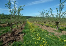 Volop paardenbloemen in het gras tussen de vlierbessenbomen.